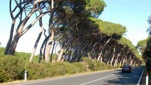 «Ok a Rimigliano se resta un parco»