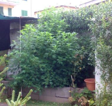 La pianta sequestrata 