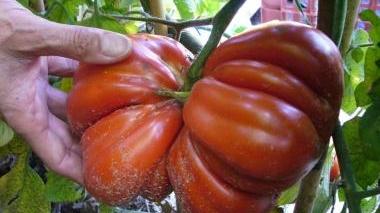 CARMIGNANO