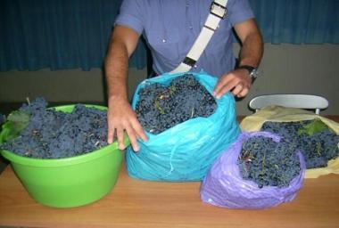 <b>LA RACCOLTA ABUSIVA.</b> Due uomini denunciati, volevano fare il vino 