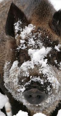 Da quest’anno caccia ai cinghiali consentita anche sulla neve