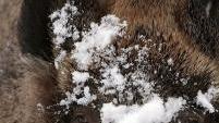 Da quest’anno caccia ai cinghiali consentita anche sulla neve