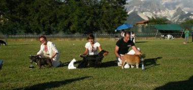 Cani in passerella per beneficenza successo per l'evento al Feeldog