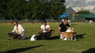 Cani in passerella per beneficenza successo per l'evento al Feeldog