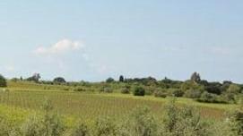 Raccolta a rischio a causa della mosca olearia