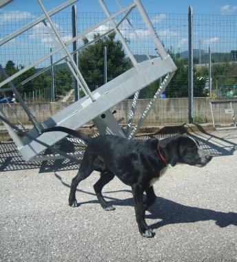 Sos animali
