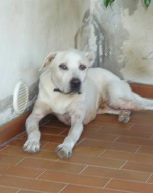 SOS ANIMALI