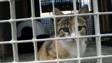 <b>PROTESTE.</b> Gattile e canile privato convenzionato nel mirino dei volontari
