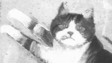Uno dei gatti di Gavazzi