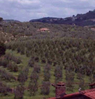 Oliveti della campagna di Vinci 