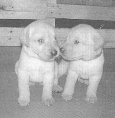Cuccioli di labrador in cerca di affetto
