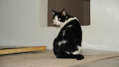 <b>PICCOLI OSPITI. </b>Del gattile che si trova vicino allex foro Boario      