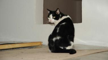 <b>PICCOLI OSPITI. </b>Del gattile che si trova vicino all’ex foro Boario