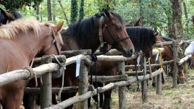 Cavalli nel recinto