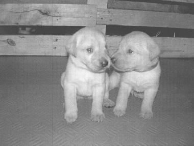 Cuccioli in cerca di casa