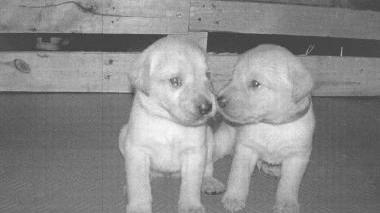 Cuccioli in cerca di casa