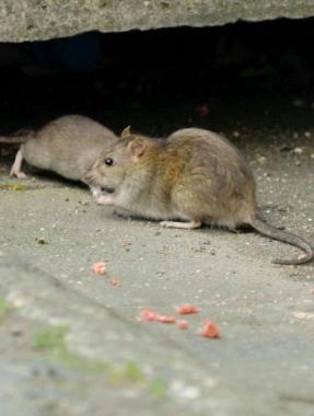 <b>ALLARME TOPI.</b> Ratti Nella zona della laguna 