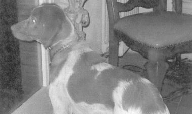  Sparita il 15 settembre alle ore 12 nella zona di via delle Vallicelle, nei pressi del civico 21, ...
