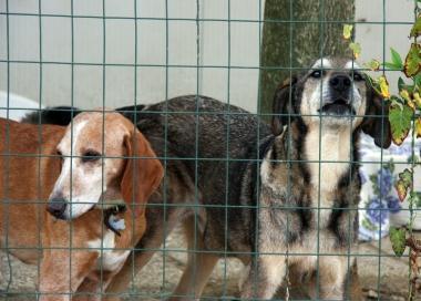 Alcuni cani ospiti in un canile 