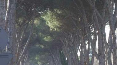 Lunardi presidente del Parco e, sopra, un’immagine di San Rossore