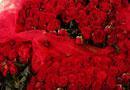 Trentasei rose rosse