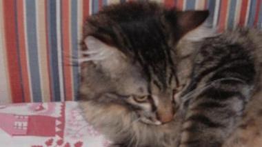 MICIO SMARRITO