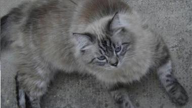 È stato smarrito un gatto il giorno 20/9/10 verso le 21.30 in via Prato nel cortile del ...