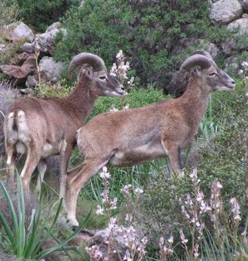 Due esemplari di muflone sulle colline dellisola 