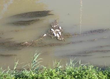 I pesci morti nel canale 