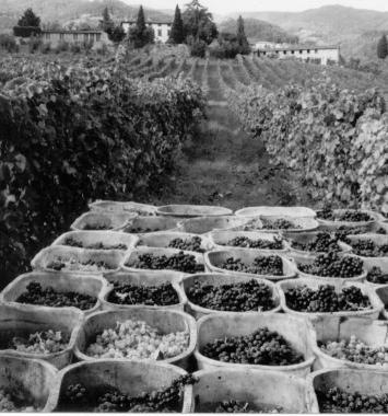 Una immagine della vendemmia sulle colline 