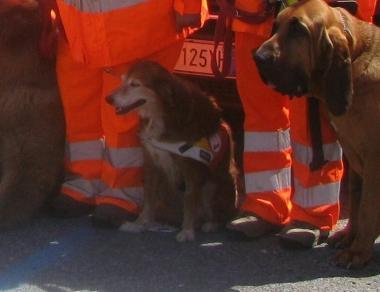 La cagnetta Mina, al centro della foto, insieme agli altri cani da salvataggio della Svs  