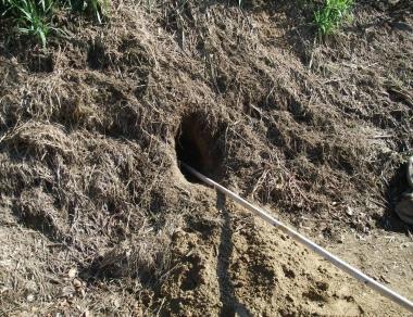 La tana scavata da una volpe sullargine dellOmbrone 
