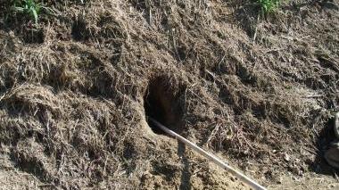 La tana scavata da una volpe sull’argine dell’Ombrone