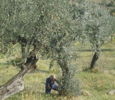 Un olivicoltore mentre cura un albero     