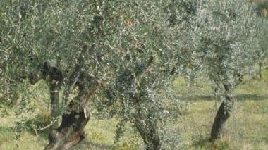 Un olivicoltore mentre cura un albero