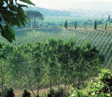 Un vigneto delle nostre colline 
