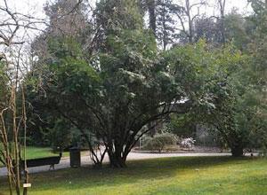 Orto botanico, nuovo look entro marzo