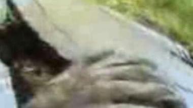 <b>LA MANO </b>in alcune immagini tratte da un video
