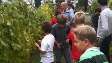 Gli alunni durante la vendemmia