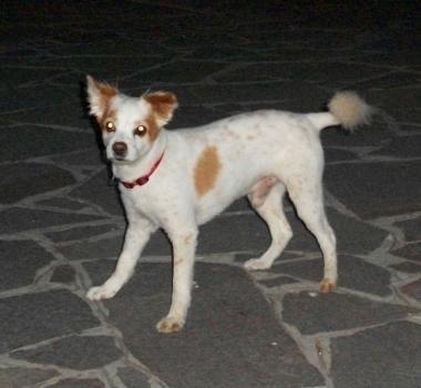 CANE SMARRITO