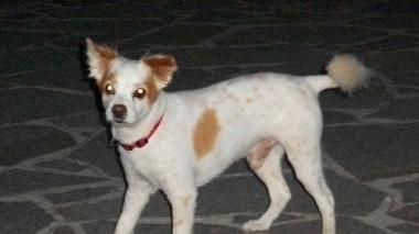 CANE SMARRITO