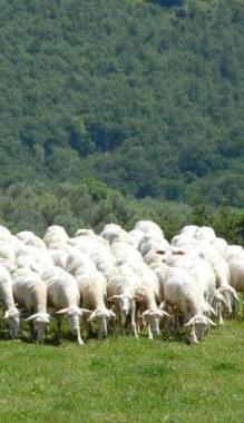 Torna l'incubo dei lupi a Succisa
