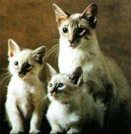 Tra i gatti in esposizione anche i balinesi 