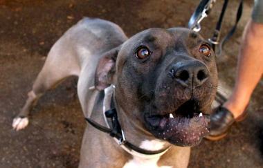 Un esemplare di pitbull (foto d’archivio)