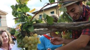 <b>FESTA DELL’UVA.</b> Al via oggi con il Montecucco doc