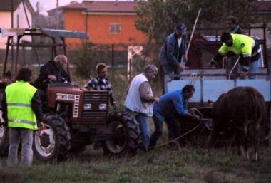 La cattura del toro a Fossone 