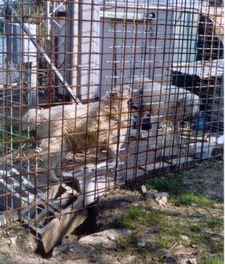 Cani rinchiusi in una gabbia 