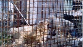 Cani rinchiusi in una gabbia
