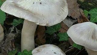<b>TRADITORE </b>L’entoloma lividum