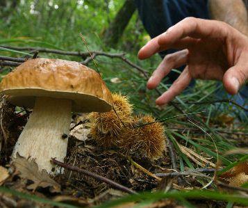<b>PORCINI </b>A breve in Maremma &egrave; attesa lesplosione    